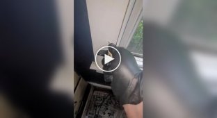 Чому терміти біля чи всередині будинку, це страшно