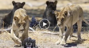 A photographer sent a toy car with cameras to 8 curious lions