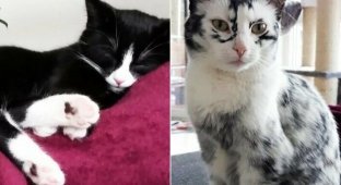 Когда витилиго — красиво: как выглядит кошка с нарушением пигментации (18 фото + 1 видео)