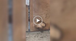 Упитанный пушистый воришка