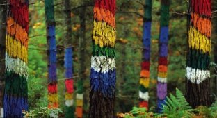 Навіщо дерева в лісі Ома розфарбували у різні кольори (4 фото)