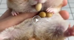 How much food fits in a hamster's cheeks