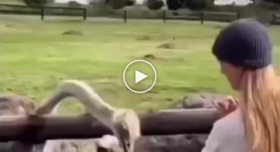 The ostrich thief grabbed the ring