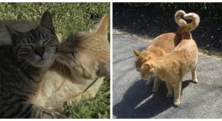 20 adorable moments when cats enjoy the company of their loved ones (21 photos)