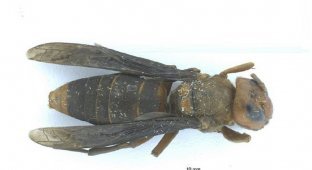 Шершни-убийцы вернулись в Вашингтон (7 фото)