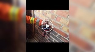 В Великобритании спасли лисят, застрявших в конструкции дома