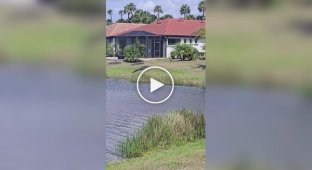 Журавль прогнал аллигатора