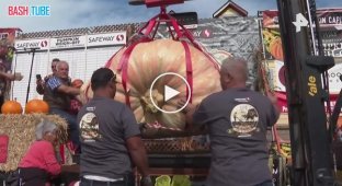 Гигантскую тыкву весом 1064 кг вырастил калифорнийский инженер