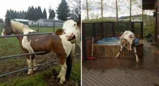 17 доказательств того, что коровы похожи на нас больше, чем вы думаете (17 фото + 1 видео)