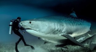 Tiger shark: a formidable sea predator (12 photos)