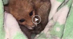 A touching story about the rescue of a fox cub by our military