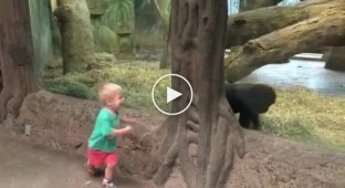 A gorilla and a little boy amused all the zoo visitors