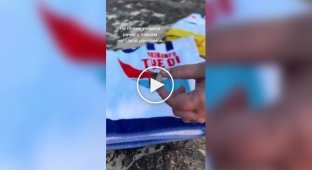 Женщина нашла маленькому раку со сломанной раковиной новый дом