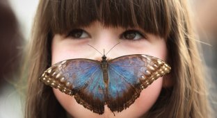 Удивительные бабочки (13 фото)