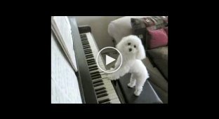 Любитель играть на пианино