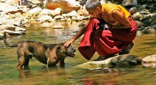Bhutan became the first state to completely sterilize all stray dogs (2 photos)