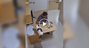 Рыжий кот навел суету