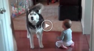 The baby and the husky were caught having a cute conversation