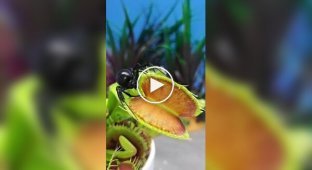 Одна роковая встреча