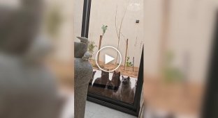 Коти спостерігають за папугами в будинку
