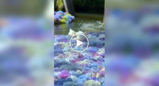 Качки ходять по гортензіям