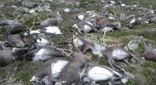 В Норвегии 323 оленя погибли из-за удара одной молнии (5 фото)