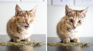 Коты и кошачья мята: вы еще не знаете, что такое кайф! (20 фото)