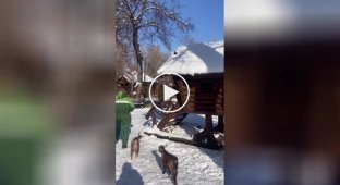 Женщина устроила веселые зимние покатушки с козлятами