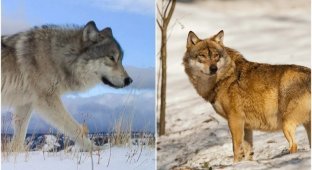 A lone wolf traveled 6,700 kilometers and became a record holder (5 photos)
