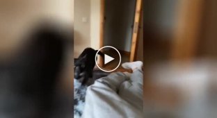 Sudden attack by a cat on its owner