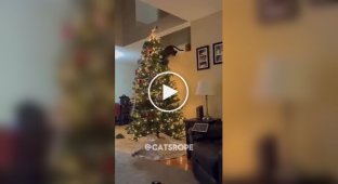 Cats vs. Christmas trees