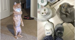 Strange comrades: 30 hilarious photos with cats (31 photos)