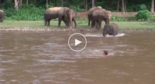 Слоненок пришел на помощь тонущему человеку 