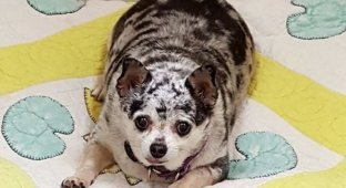 A Chihuahua was rescued in Pittsburgh after being fed to the point of obesity and then thrown into the street (9 photos)