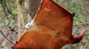 Red and White Flying Squirrel: The Size of a Cat, and They Can Fly! (8 photos)