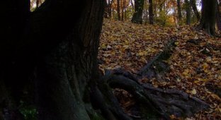 Голосеевский парк осенью. Украина