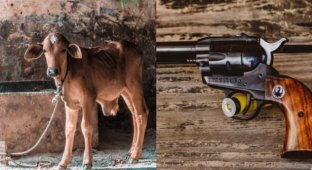 В Индии выдают пистолет за одеяло для коровы (7 фото)
