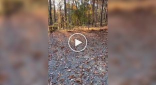 The coolest stick found in the forest