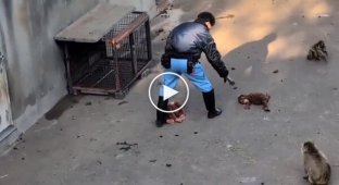 В зоопарке решили обновить игрушку Панча, но он был против