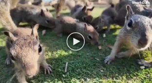 Squirrel invasion: rodents wreak havoc in a California park