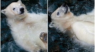 Полный релакс: молодой белый медведь наслаждается водичкой (5 фото)