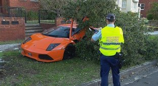 Владелец Lamborghini прокатил потенциального покупателя в дерево (12 фото)
