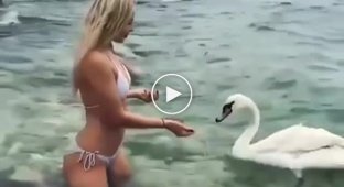 An impudent swan tried to undress a girl in a bikini who decided to feed him