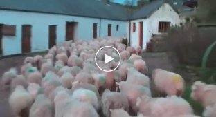 Over 20,000,000 views these shepherds did something amazing