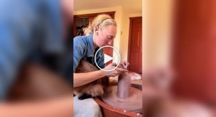 Життя з кітом сповнене сюрпризів