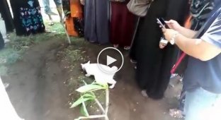 The cat does not want to leave the owner's grave and tried to return him