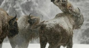 Зубр: Судьба более трагичная, чем у американских родственников. Чем отличается бизон от зубра? (10 фото)