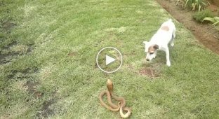 Собака против змея