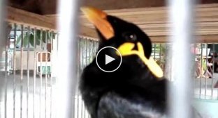 Птица издает очень странные и необычные звуки