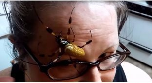 Американка нашла дома жуткого паука и позволила ему прогуляться по своему лицу (2 фото + 1 видео)